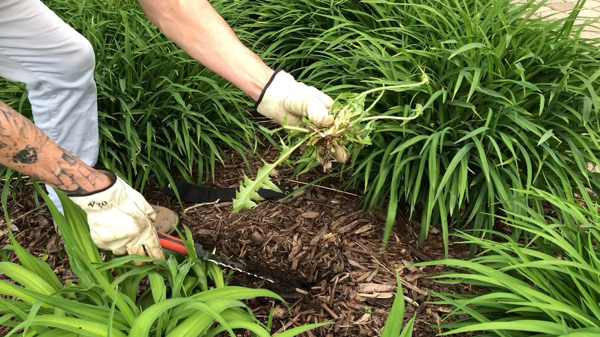 Keyfit Tools Weed Puller Weeding Knife for Deep Tap Root Weeds Like Dandelions, Crabgrass & Other Clump Grassy Weeds Stainless Steel Manual Weeder