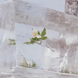 WINDFLOWERS CLEAR